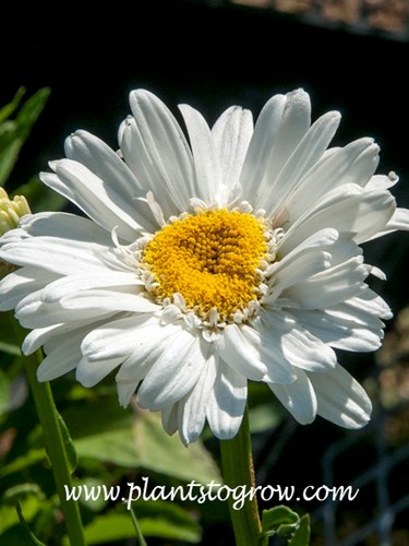 Shasta Daisy T.E. Killin notice the extra row of shorter petals surrounding the yellow crested center.